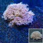 Xenia Coral Indonesia (click for more detail)