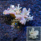 Sinularia Finger Leather Coral Indonesia (click for more detail)