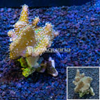 Devil's Hand Leather Coral Indonesia (click for more detail)