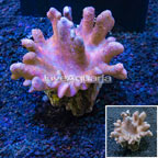 Devil's Hand Leather Coral Indonesia (click for more detail)