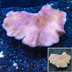 Toadstool Mushroom Leather Coral Indonesia (click for more detail)