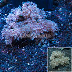Xenia Coral Indonesia (click for more detail)