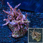 Tree Coral Indonesia (click for more detail)