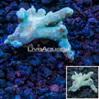 Sinularia Finger Leather Coral Indonesia (click for more detail)