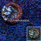 Glove Polyp Coral Indonesia (click for more detail)