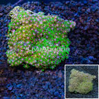 Green Star Polyp Vietnam (click for more detail)