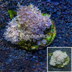 Xenia Coral Indonesia (click for more detail)