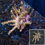 Tree Coral Indonesia (click for more detail)