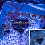 Pink Gorgonian Coral (click for more detail)