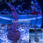 Pink Gorgonian Coral (click for more detail)