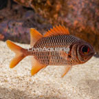 Big Eye Soldierfish (click for more detail)