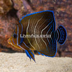 Koran Angelfish (click for more detail)