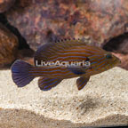 Blue Line Grouper  (click for more detail)