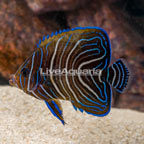 Koran Angelfish (click for more detail)