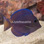 Caribbean Blue Tang (click for more detail)