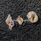Electric Blue Hermit Crab (Trio) (click for more detail)