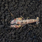 Tiger Snapping Shrimp (click for more detail)