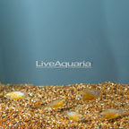 Honey Dwarf Gourami (Group of 5) (click for more detail)