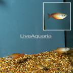 Red Rainbowfish (Group of 4) (click for more detail)