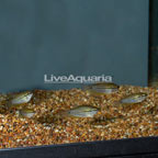 Pearl Gourami (Group of 5) (click for more detail)