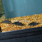 Synodontis Eupterus Catfish, Trio (click for more detail)