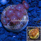 LiveAquaria® Cultured Zoanthus Coral (click for more detail)