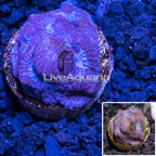 LiveAquaria® Cultured Goniastrea Coral (click for more detail)