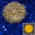 Aussie Short Tentacle Plate Coral  (click for more detail)