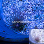 Tube Anemone  (click for more detail)