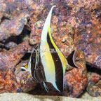 Moorish Idol EXPERT ONLY  (click for more detail)