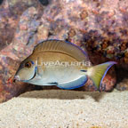 Ocean Surgeonfish (click for more detail)