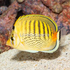 Peppered Butterflyfish (click for more detail)