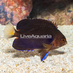 Pygmy Yellowtail Angelfish (click for more detail)