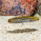 Hector's Goby (click for more detail)