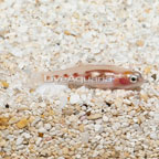 Masked Goby (click for more detail)