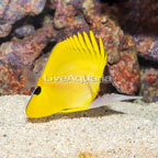 Longnose Butterflyfish (click for more detail)