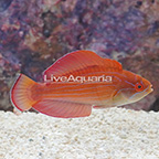 Eight Line Flasher Wrasse Terminal Phase Male [Blemish] (click for more detail)