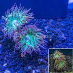 LiveAquaria® Cultured Ultra Duncan Coral (click for more detail)