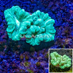 LiveAquaria® Cultured Ultra Neon Green Caulastrea Coral (click for more detail)