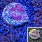 LiveAquaria® Cultured Ultra Chalice Coral (click for more detail)