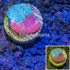 LiveAquaria® Cultured Ultra Rainbow Chalice Coral (click for more detail)