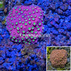 USA Cultured Cyphastrea Coral (click for more detail)