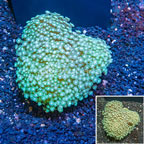 Alveopora Coral Indonesia (click for more detail)