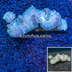 Fox Coral Indonesia (click for more detail)