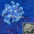 Flowerpot Coral Indonesia (click for more detail)