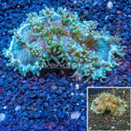 Elegance Coral Indonesia (click for more detail)