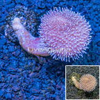 Toadstool Leather Coral Indonesia (click for more detail)