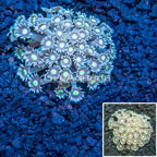 Goniopora Coral Vietnam (click for more detail)