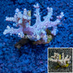 Sinularia Finger Leather Coral Indonesia (click for more detail)