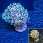 Alveopora Coral Indonesia (click for more detail)